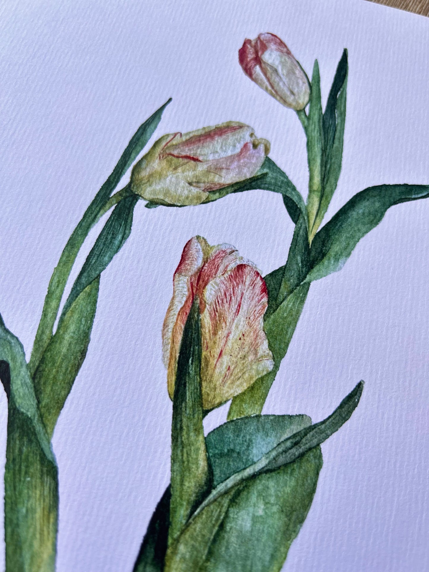 Print Flores Tulipanes Acuarela
