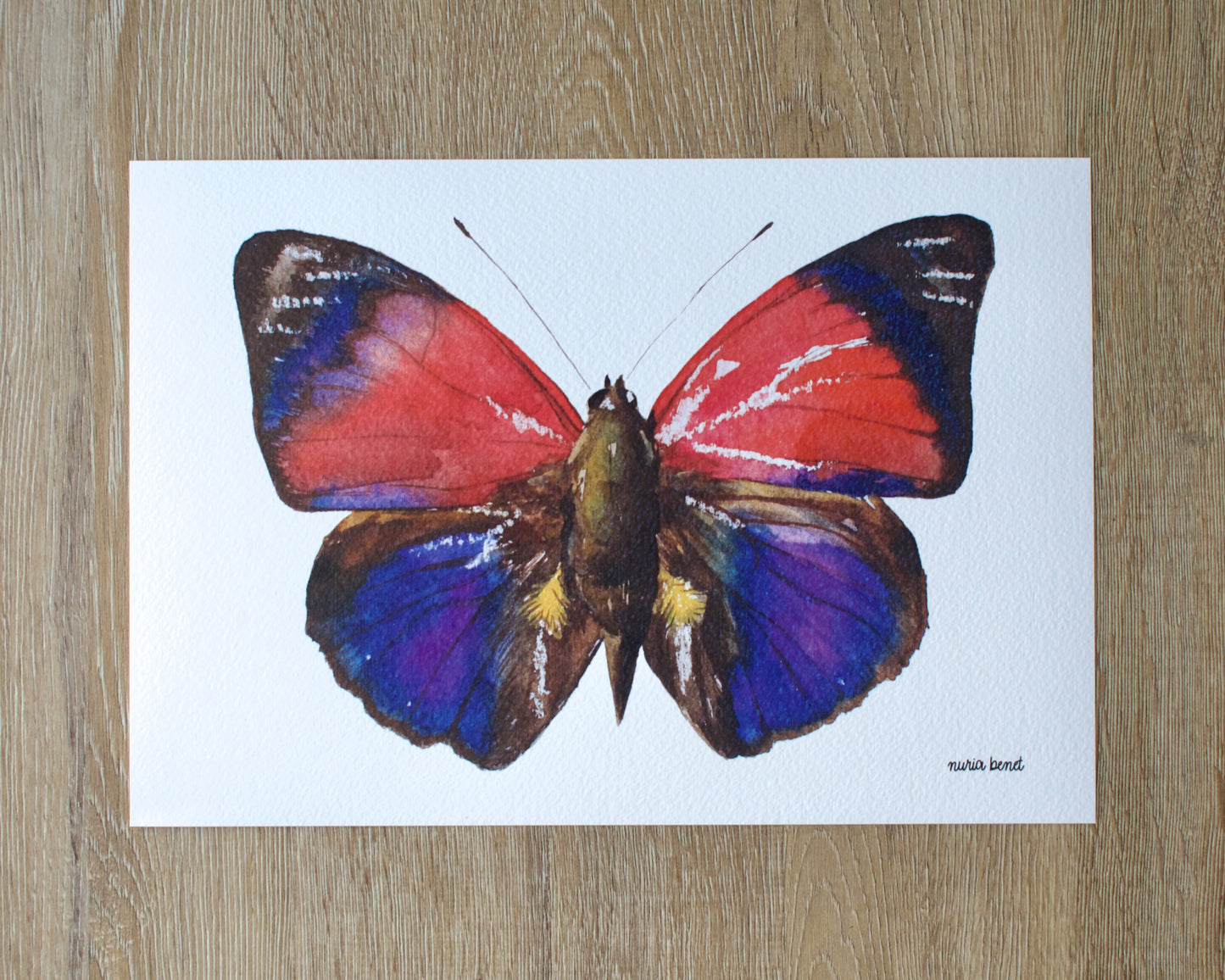 Print Mariposa Agrias Claudina Acuarela