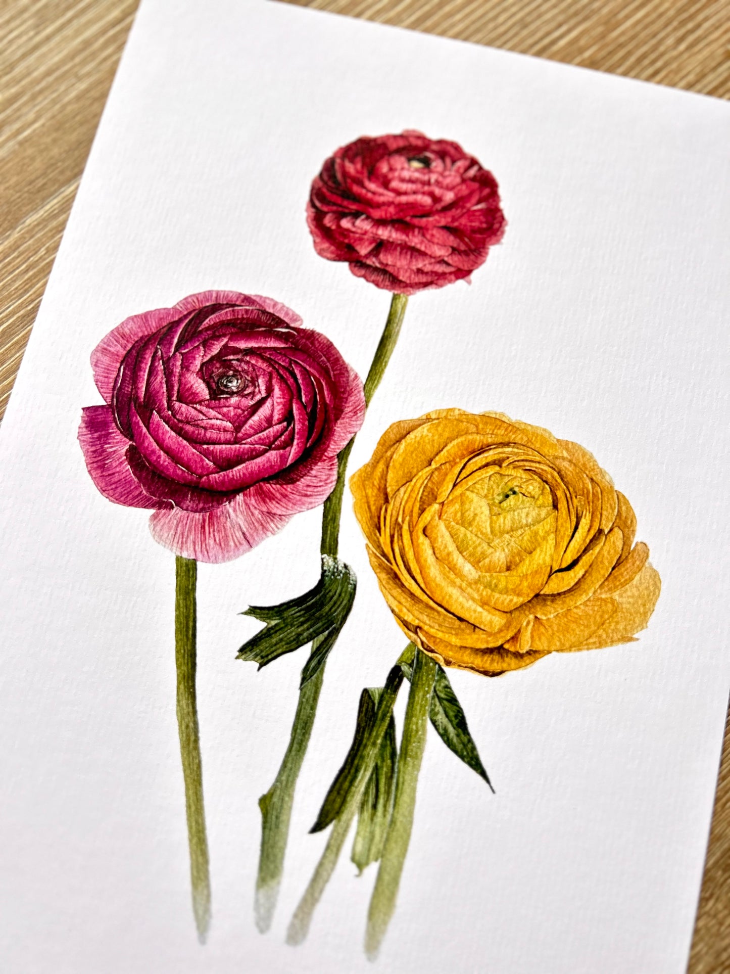 Print Flores Ranúnculos Acuarela