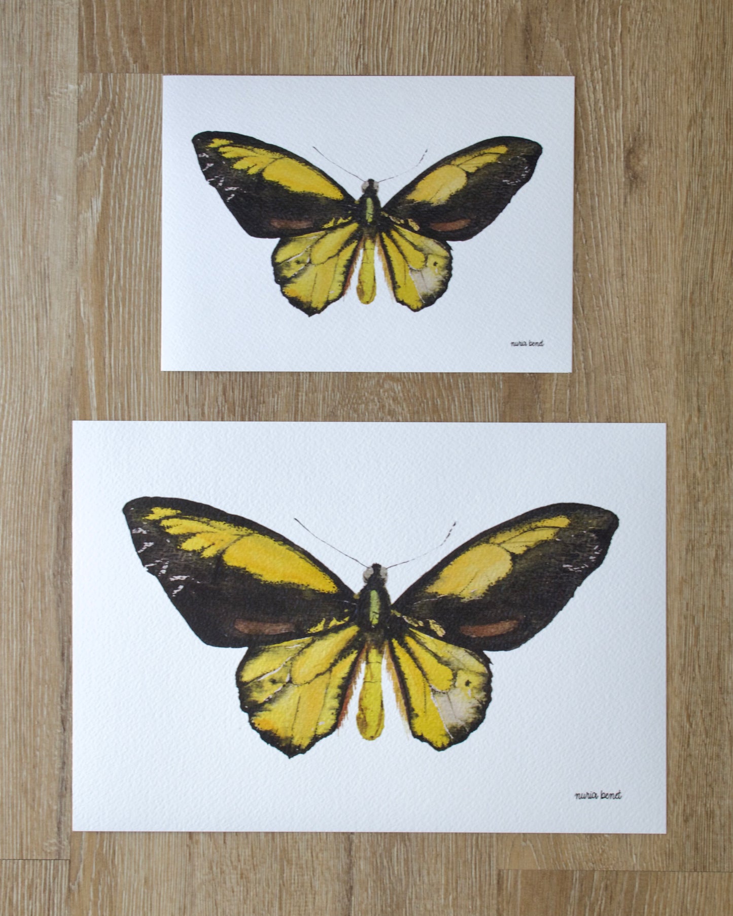 Print Mariposa Ala de Pájaro Dorada Acuarela