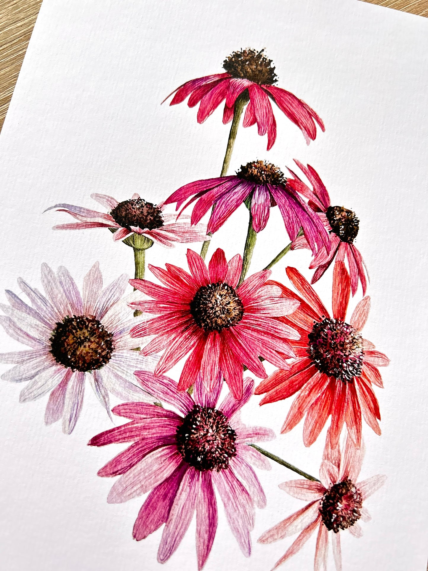 Print Flores Equinácea Acuarela