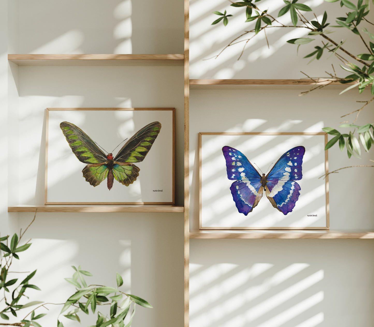 Print Mariposa Rajah Brooke Acuarela