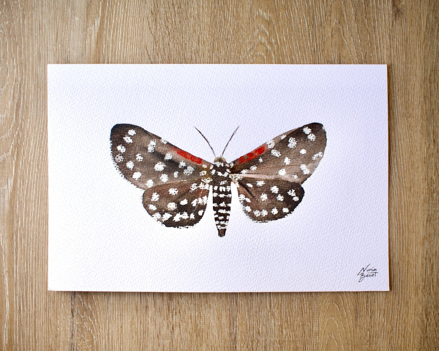 Acuarela original Polilla Tigre - Nuria Benet