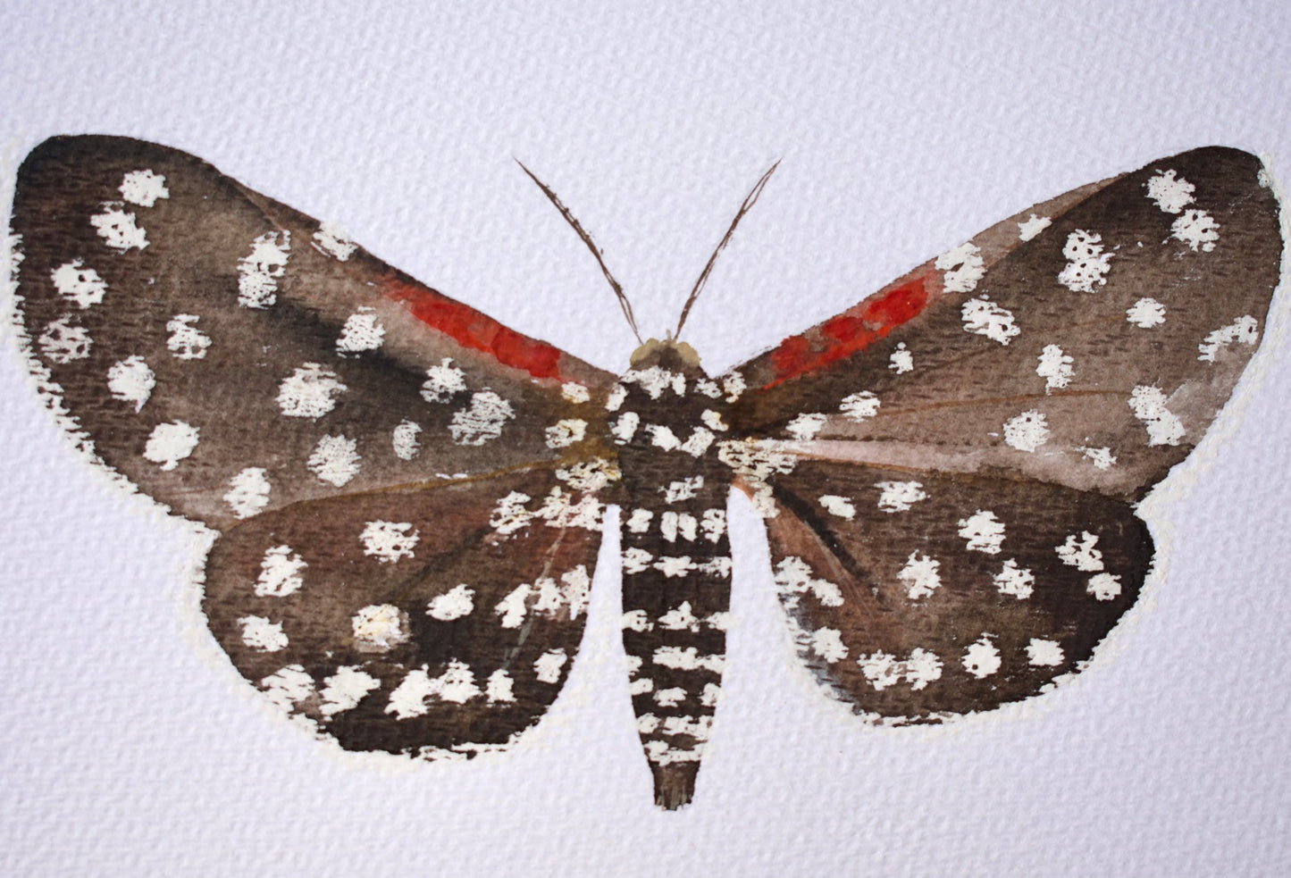 Acuarela original Polilla Tigre - Nuria Benet