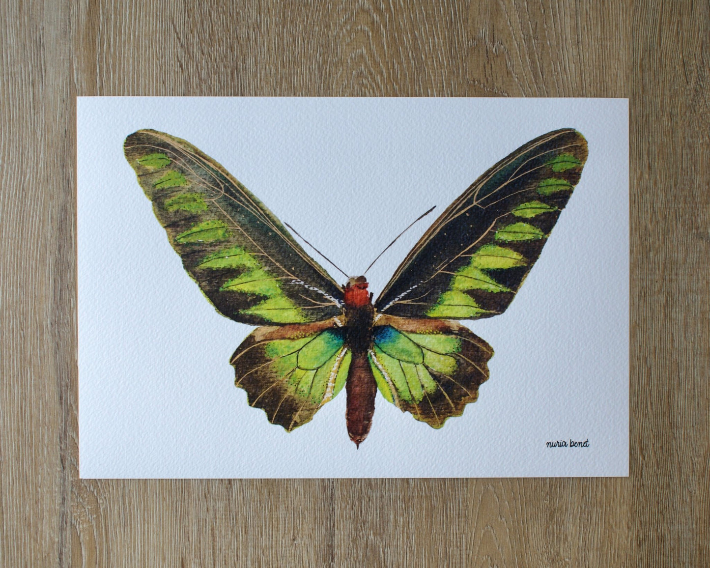 Print Mariposa Rajah Brooke Acuarela - Nuria Benet