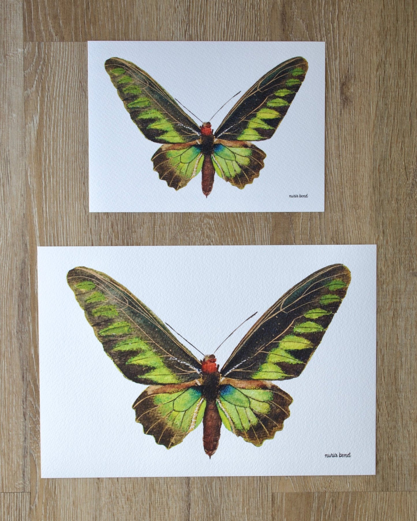 Print Mariposa Rajah Brooke Acuarela - Nuria Benet