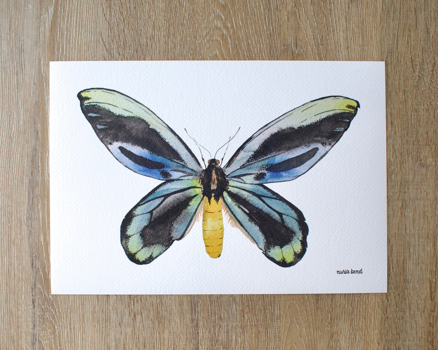 Print Mariposa Reina Alexandra Acuarela - Nuria Benet