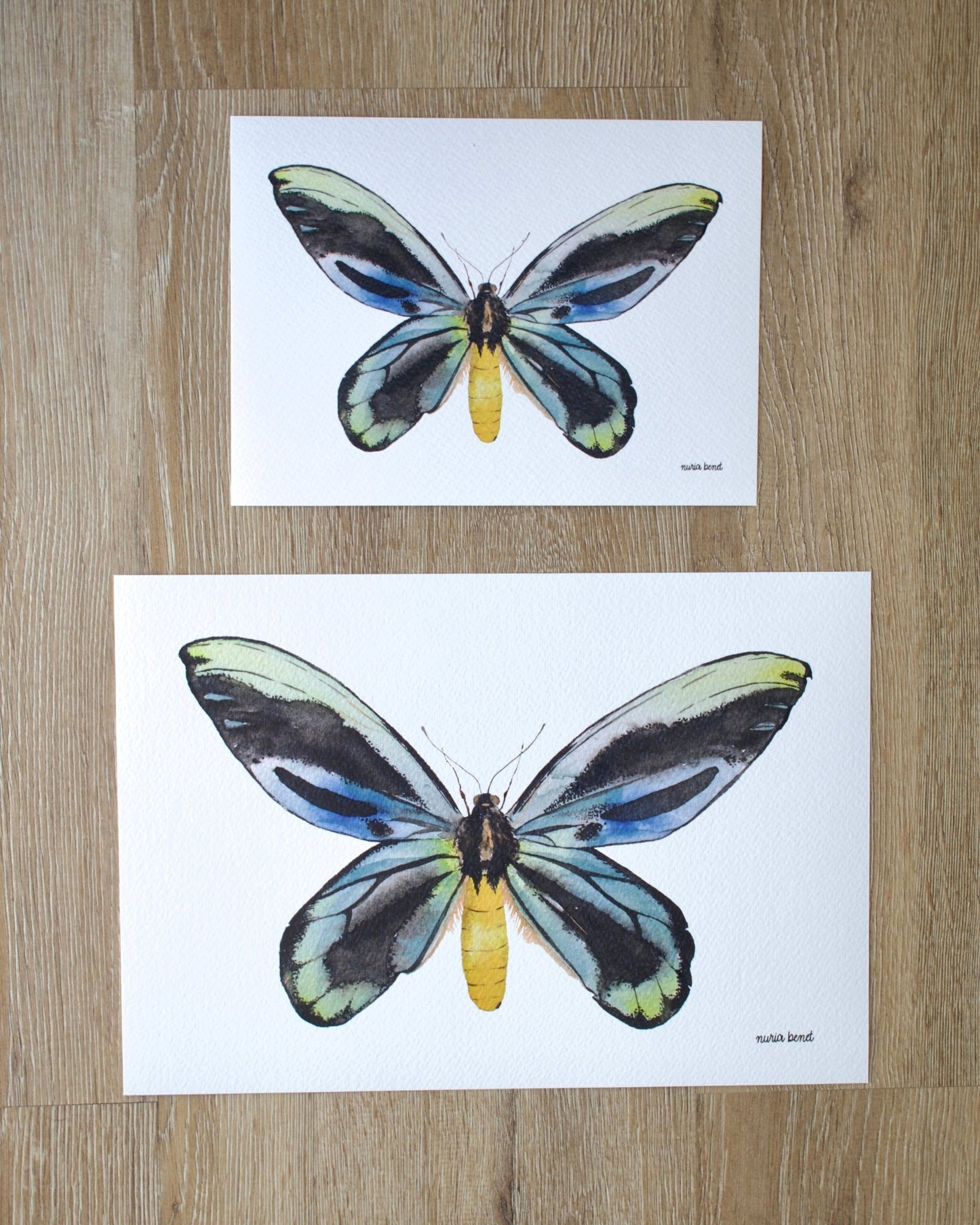 Print Mariposa Reina Alexandra Acuarela - Nuria Benet