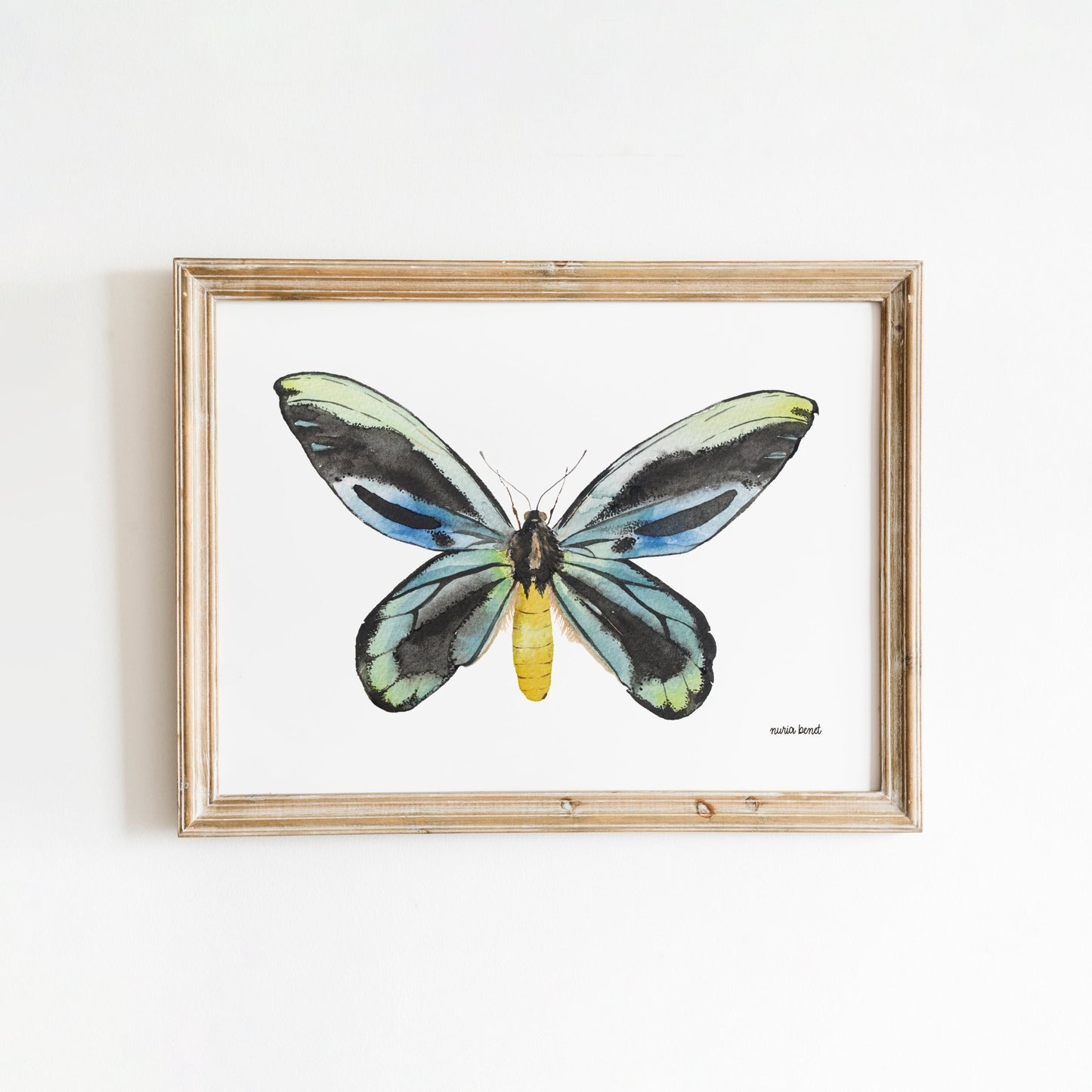 Print Mariposa Reina Alexandra Acuarela - Nuria Benet