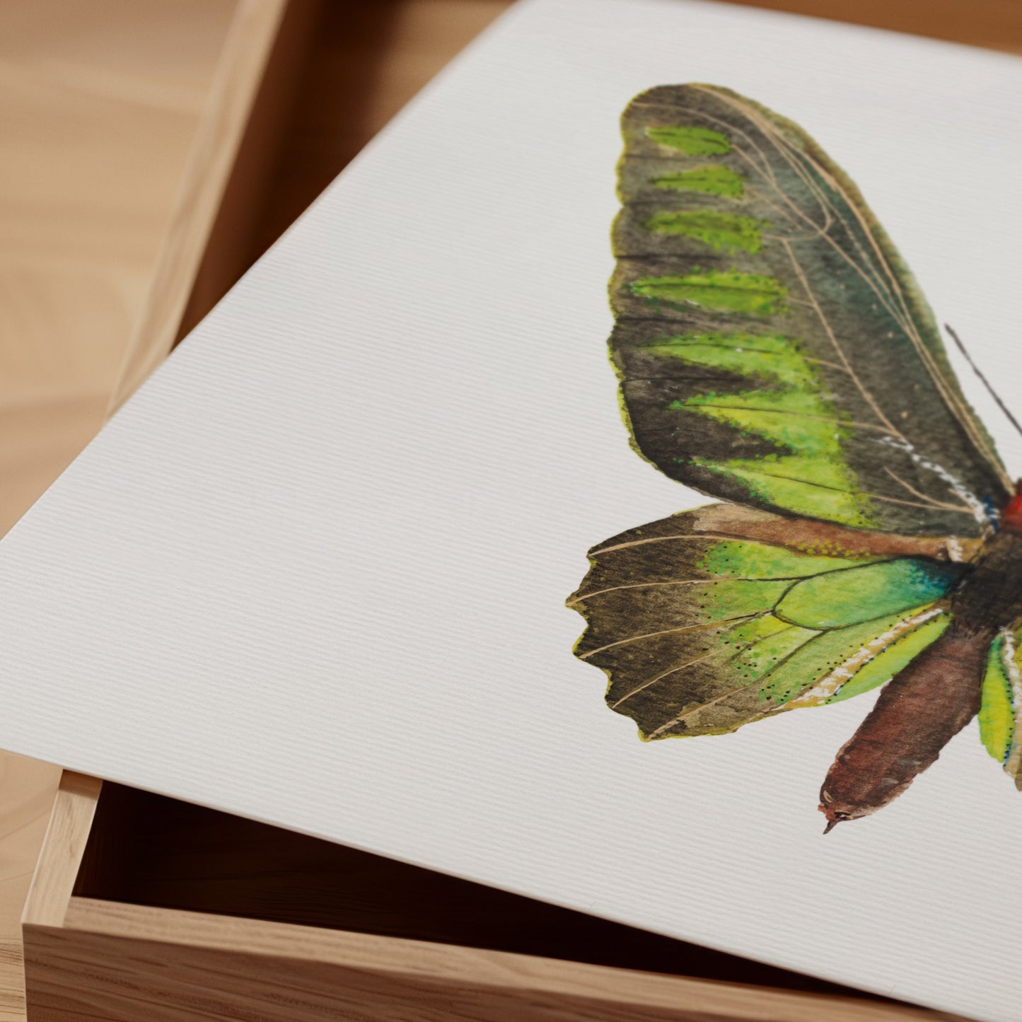 Print Mariposa Rajah Brooke Acuarela