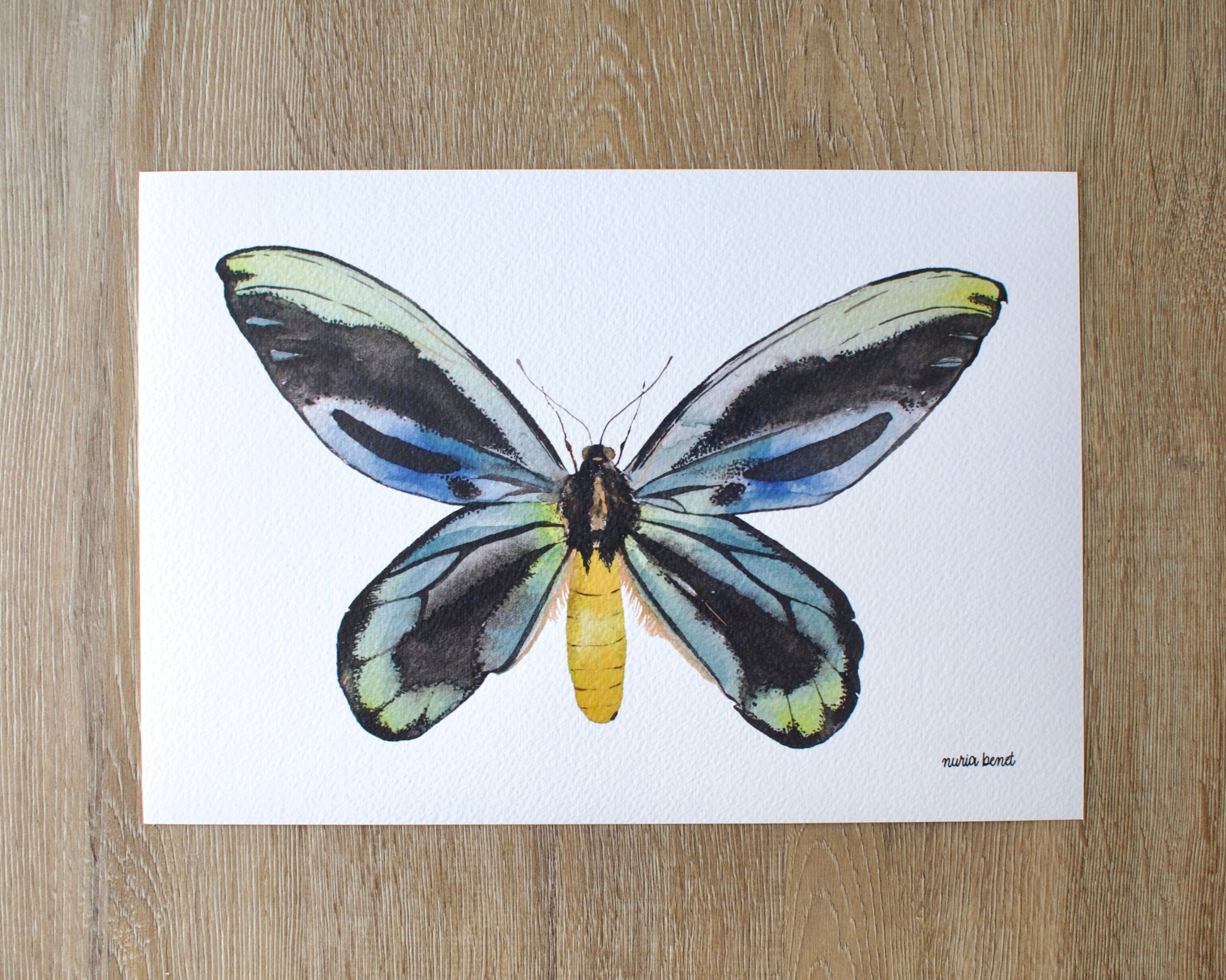 Print Mariposa Reina Alexandra Acuarela - Nuria Benet